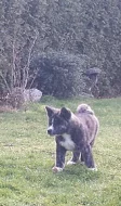Akita Inu